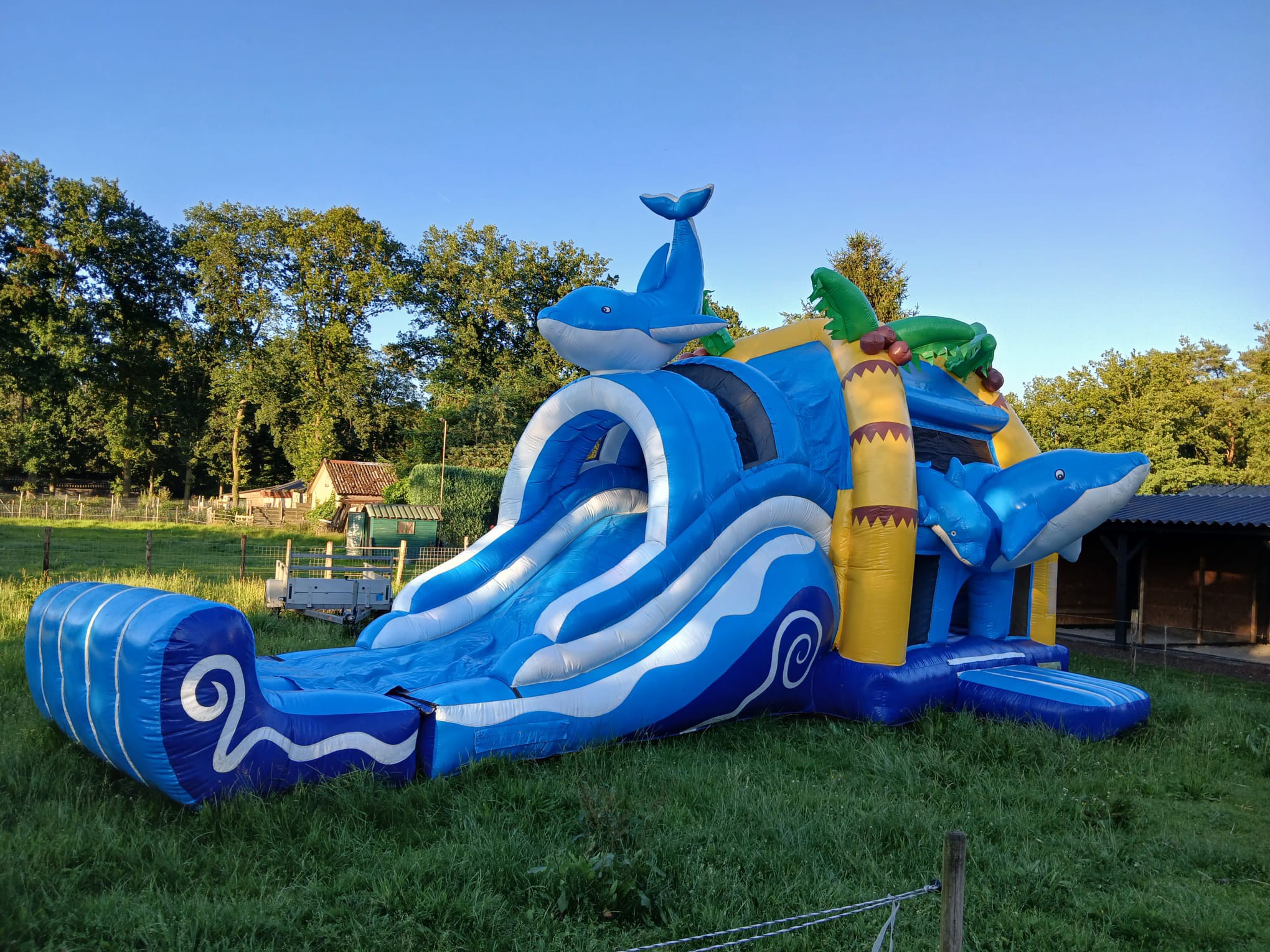 springkussen multiplay super dolfijn
